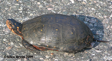 copyright Allen Bryan 2009; Spotted Turtle